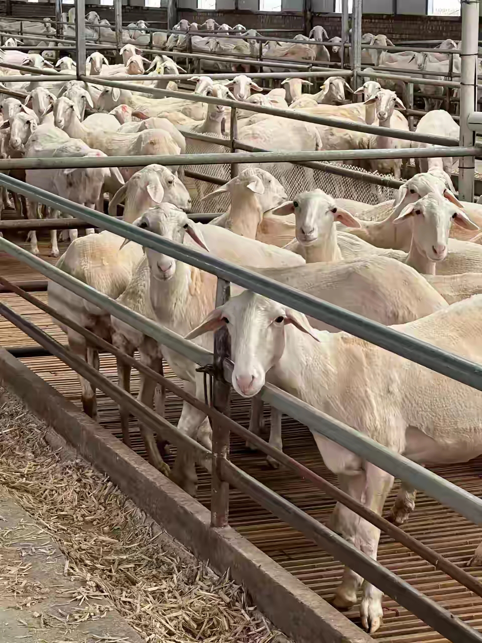 去年失业后,决定在家养羊.