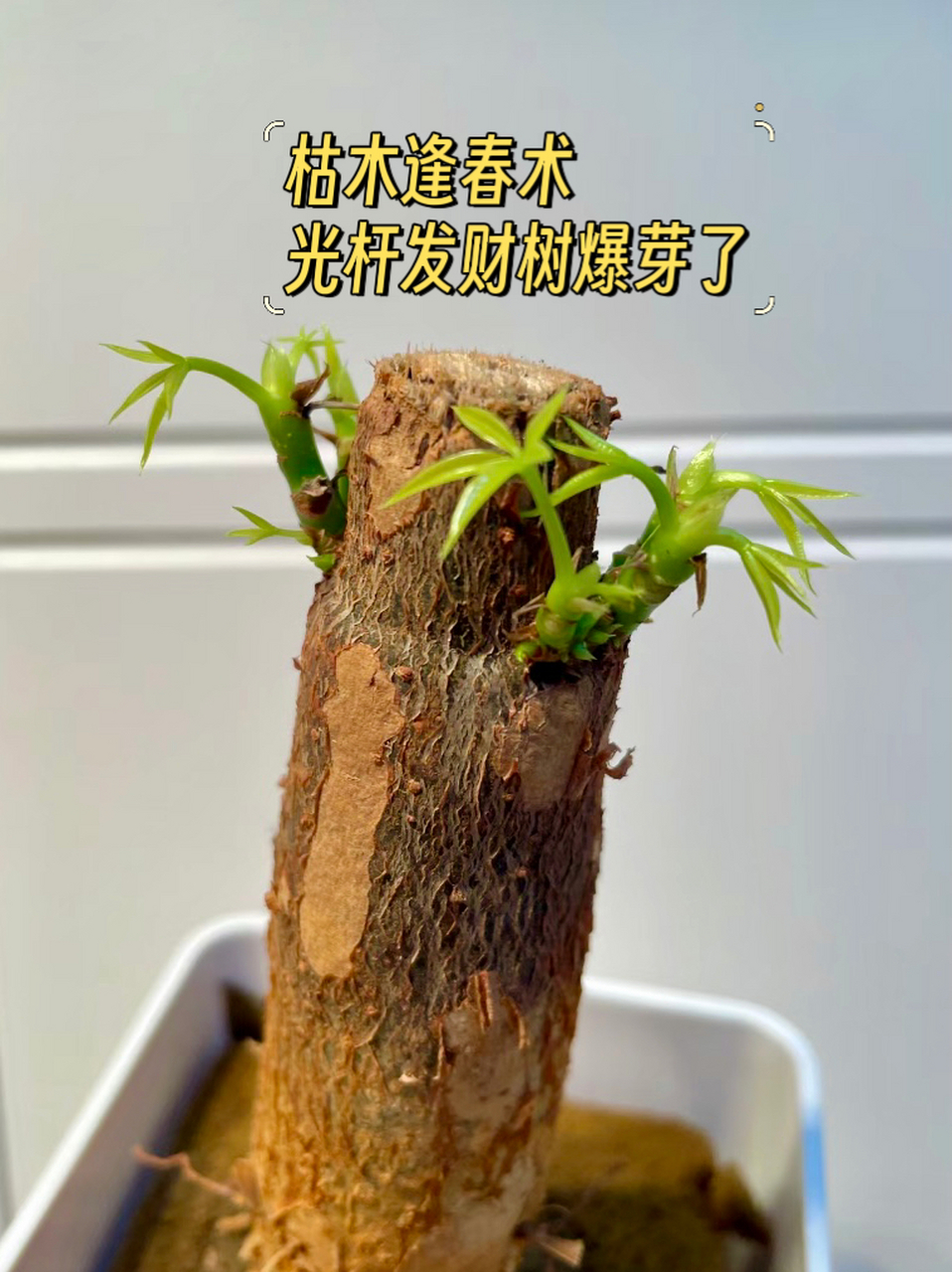 经常有花友私信我,非常着急的让我帮忙看看他的植物是怎么了,能不能救