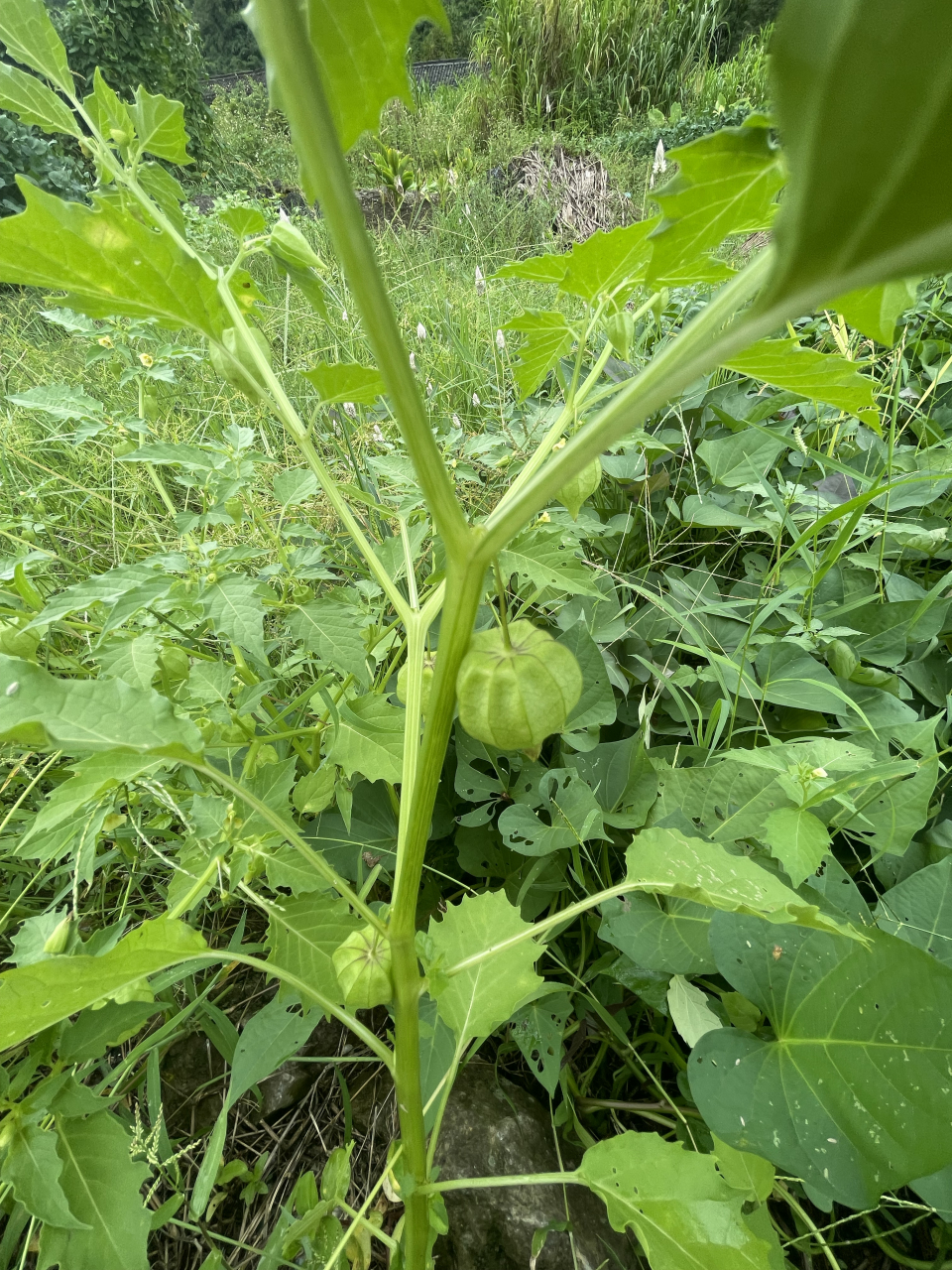 今天在山上发现好多灯笼草你们家乡有吗?