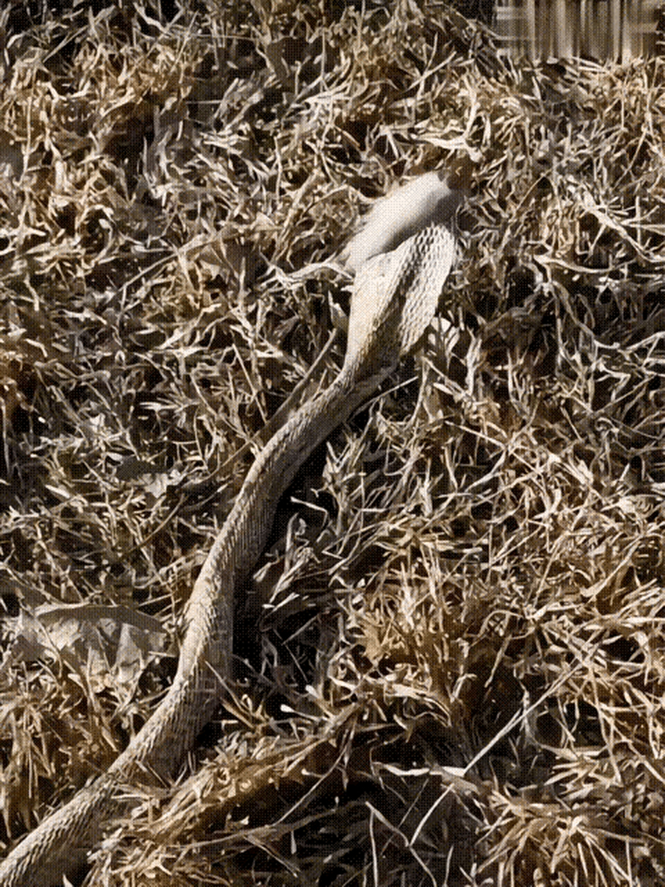 这是什么蛇 怎么这么奇怪 头上长了一撮毛 从没见过有这种蛇 看着又像