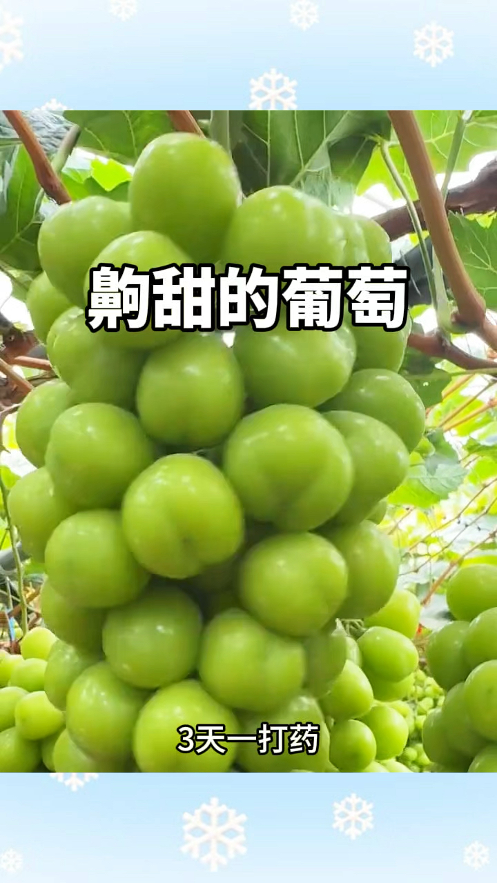 齁甜的葡萄,口感超赞