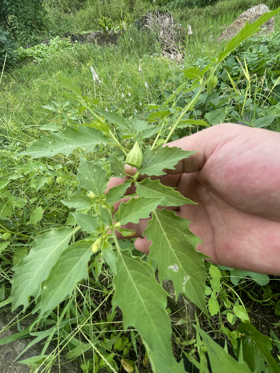 灯笼草有毒吗图片