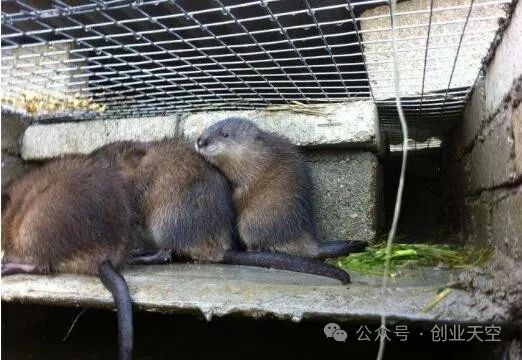 养殖什么赚钱快成本低(养殖什么赚钱快成本低销路好)