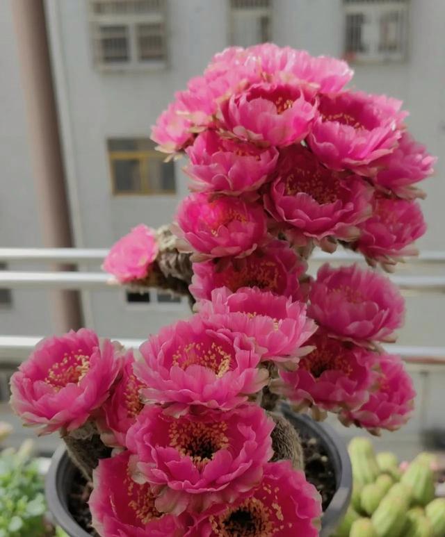 "浇水少也灿烂!10种夏日耐旱花卉,越旱越开花,省心又好看!