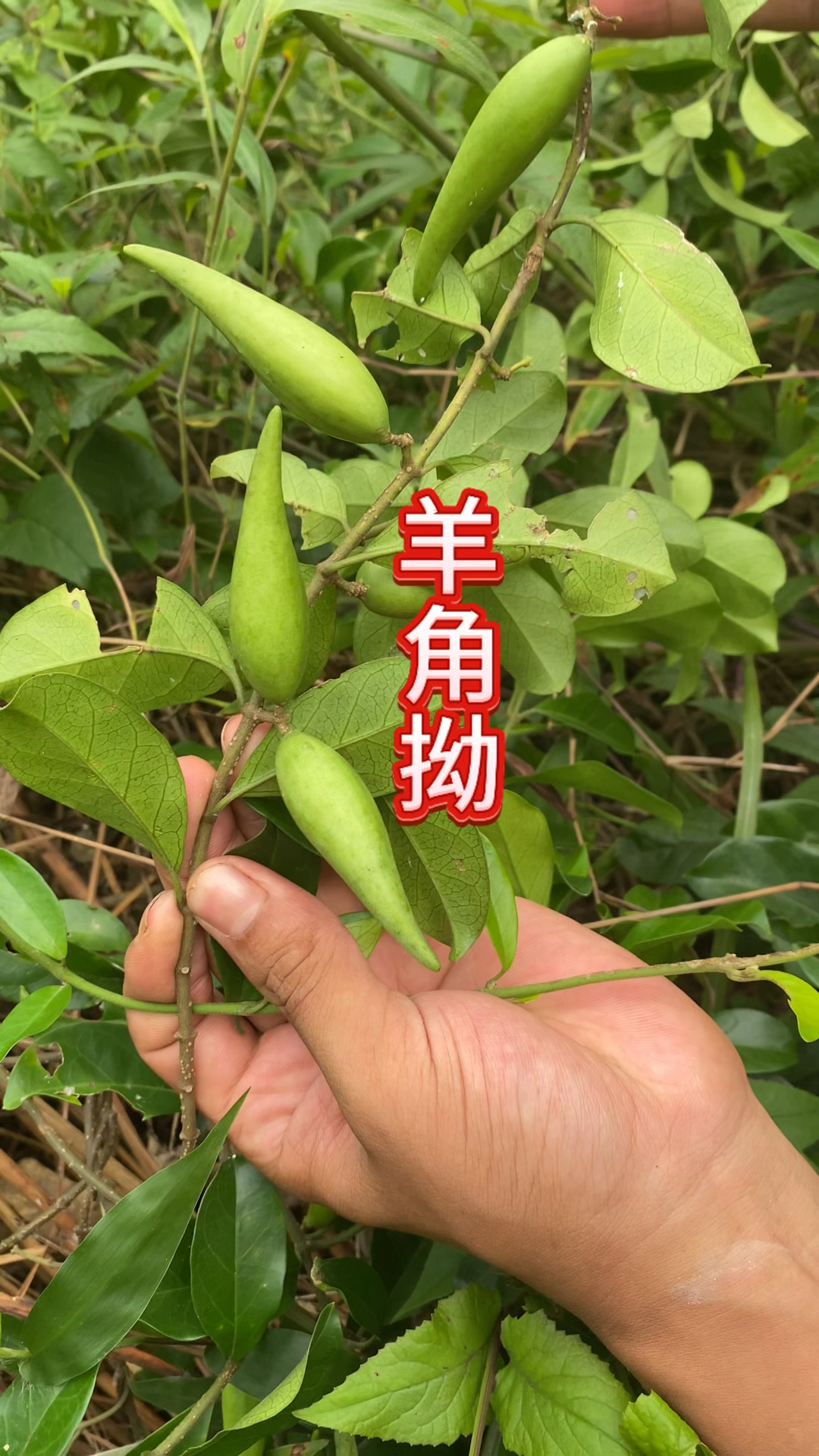 农村生活 三农,户外实拍羊角拗