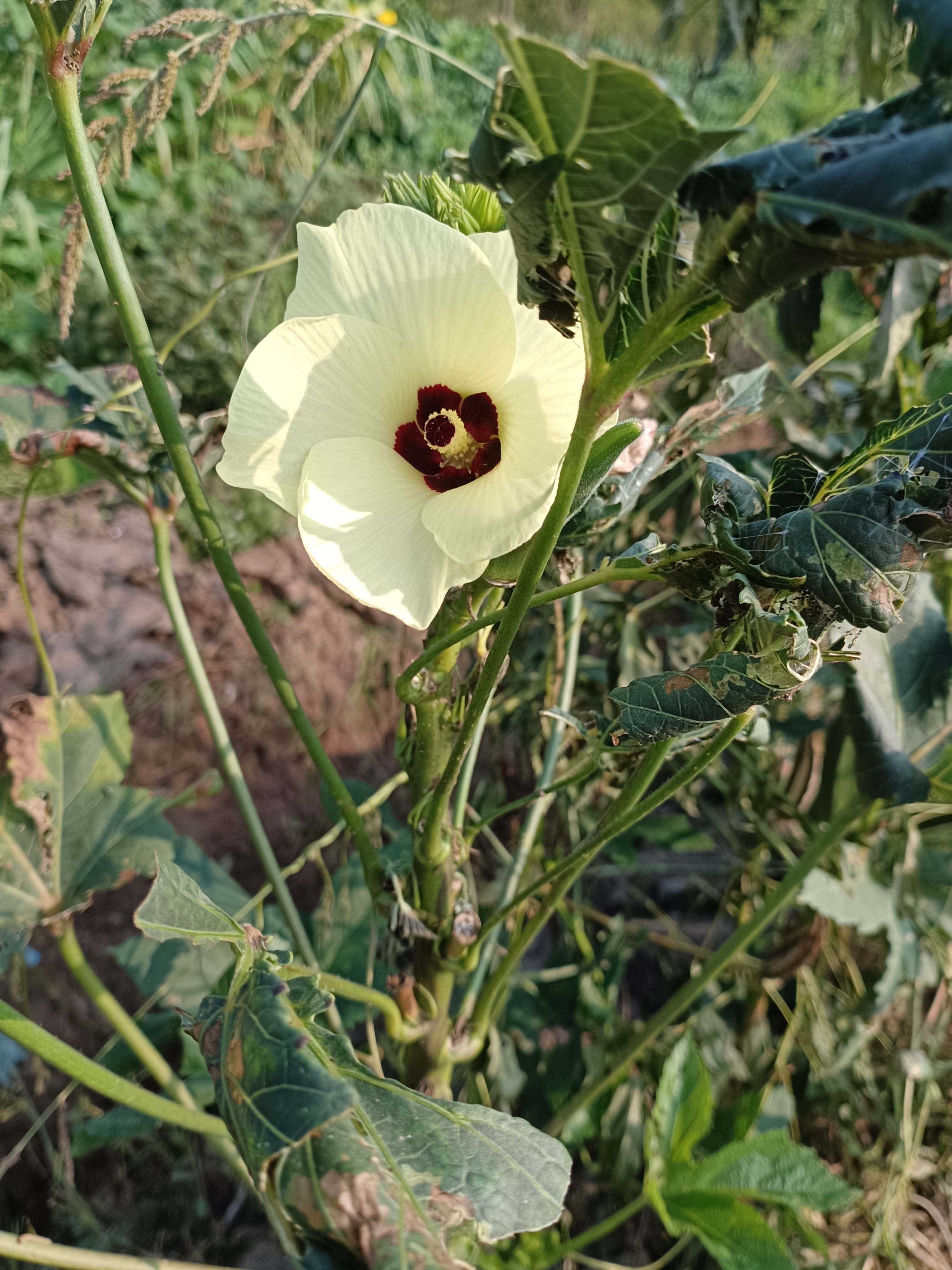 开出来的花大气又纯洁 关键是,每天都结果 让我实现秋葵自由