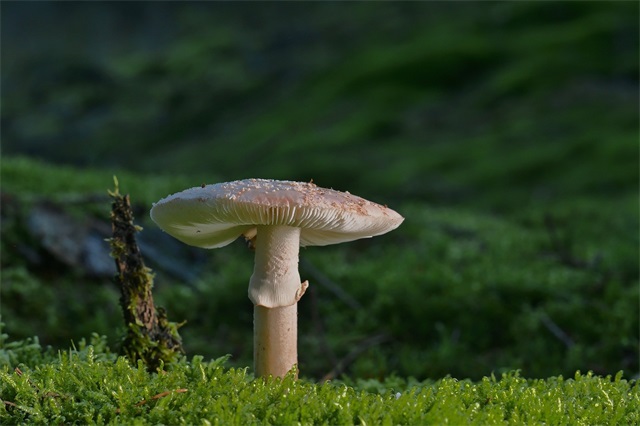 用和美链接世界 五粮液和美全球行即将到访欧洲