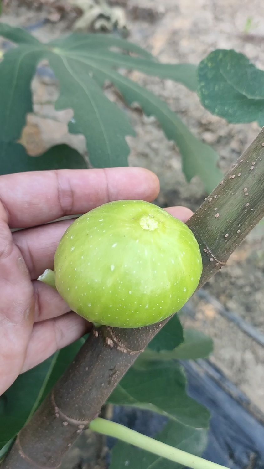 金傲芬无花果树苗,适合庭院种植,口感纯甜无酸多汁