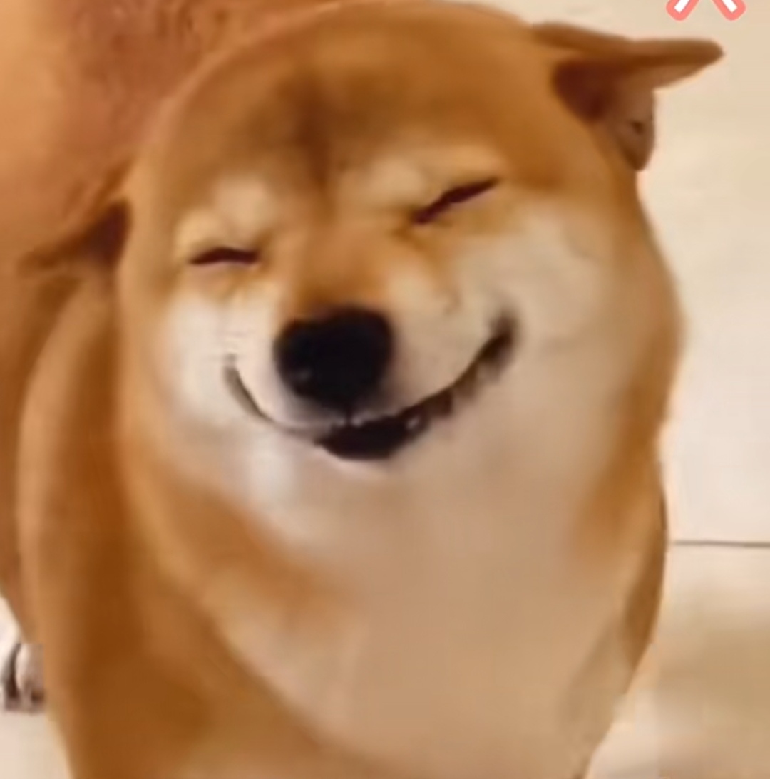 每当不开心,这只二哈的笑容绝对可以治愈,有赞同的吗?