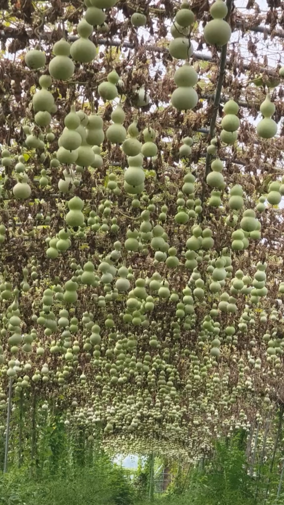 疙瘩葫芦种植图片