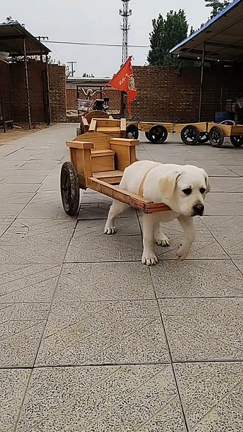 狗子拉车,被训练的太到位了