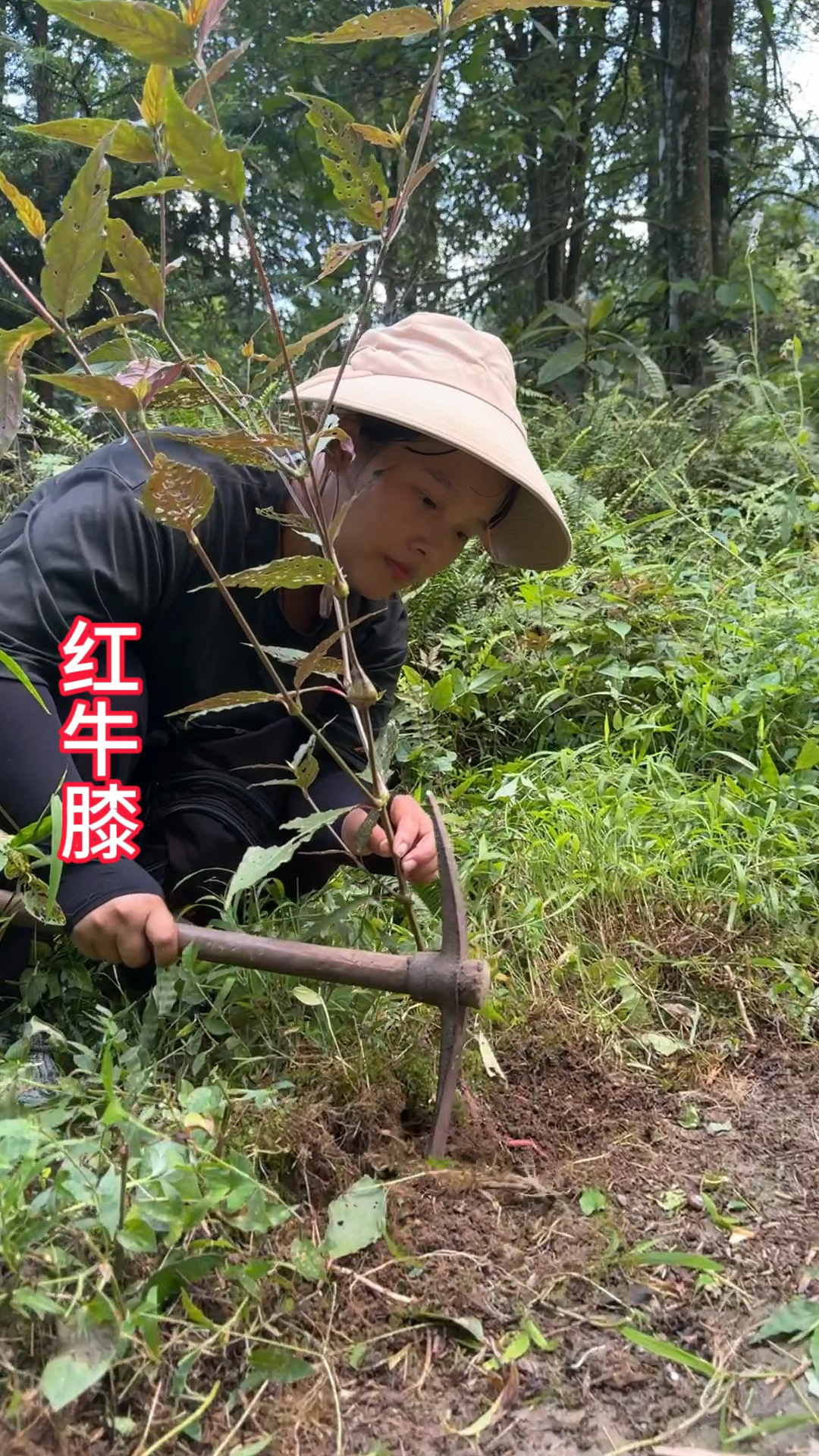 红牛膝的作用图片