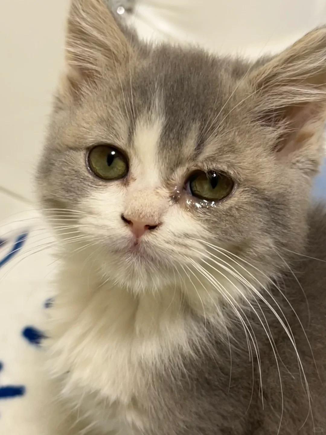 猫咪流眼泪,脓状分泌物的可能原因粉丝描述自家猫咪近两个月来出现流
