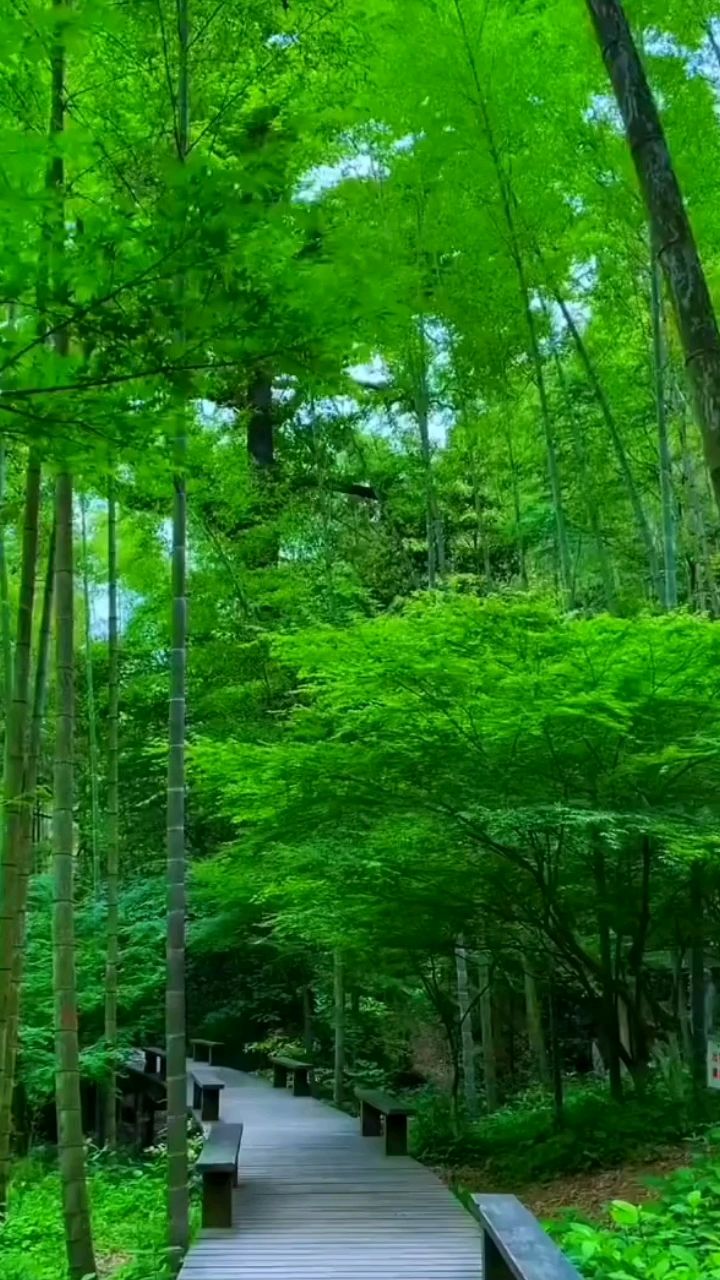 风景优美空气清新,绿树成荫