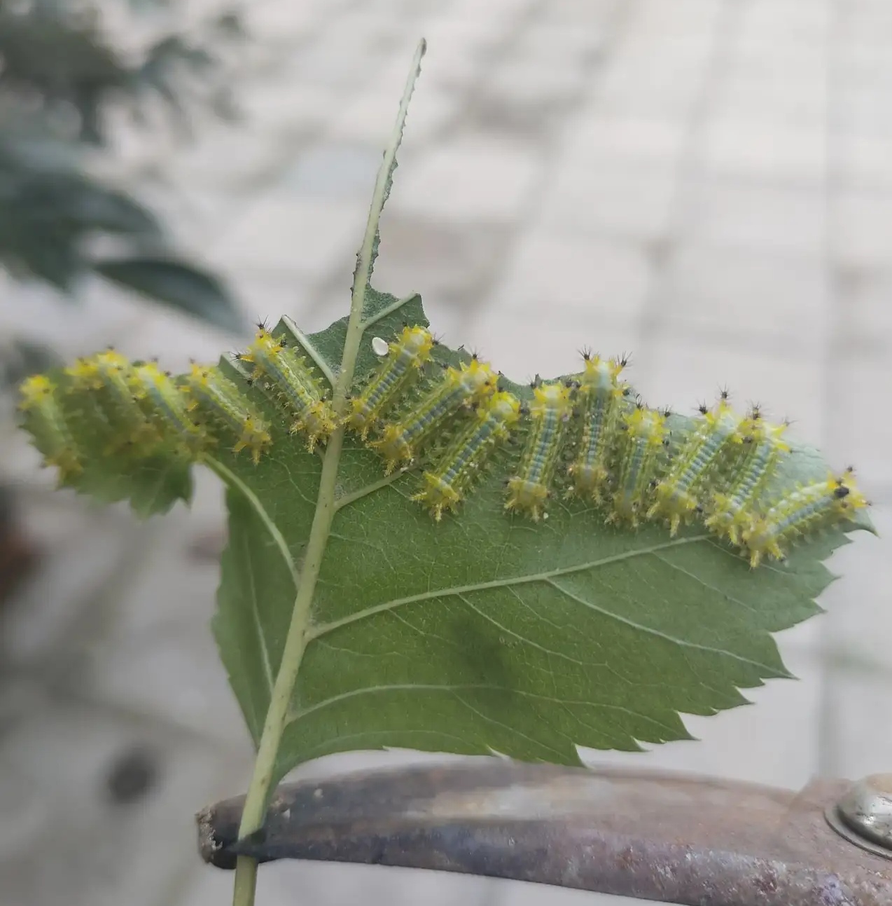 这种虫遇人经常放毛自卫,从毛孔中刺入皮肤,引起刺