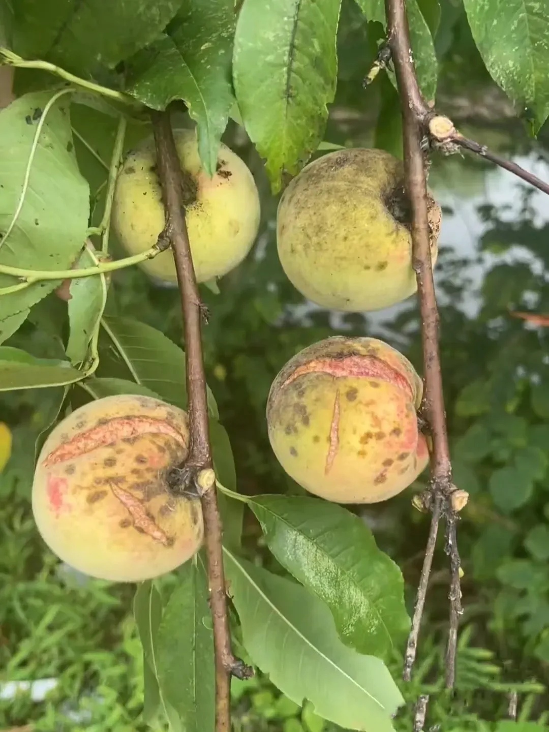 这是农村老家的野桃子,我们叫它毛桃,一般这种桃都基本没有人愿意吃它