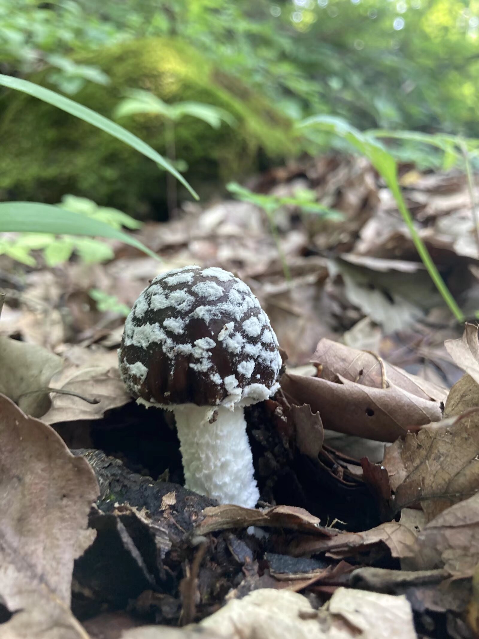 今天跟老爸上山捡菌子,一路上捡了好多,各式各样的菌子都有,有好多都