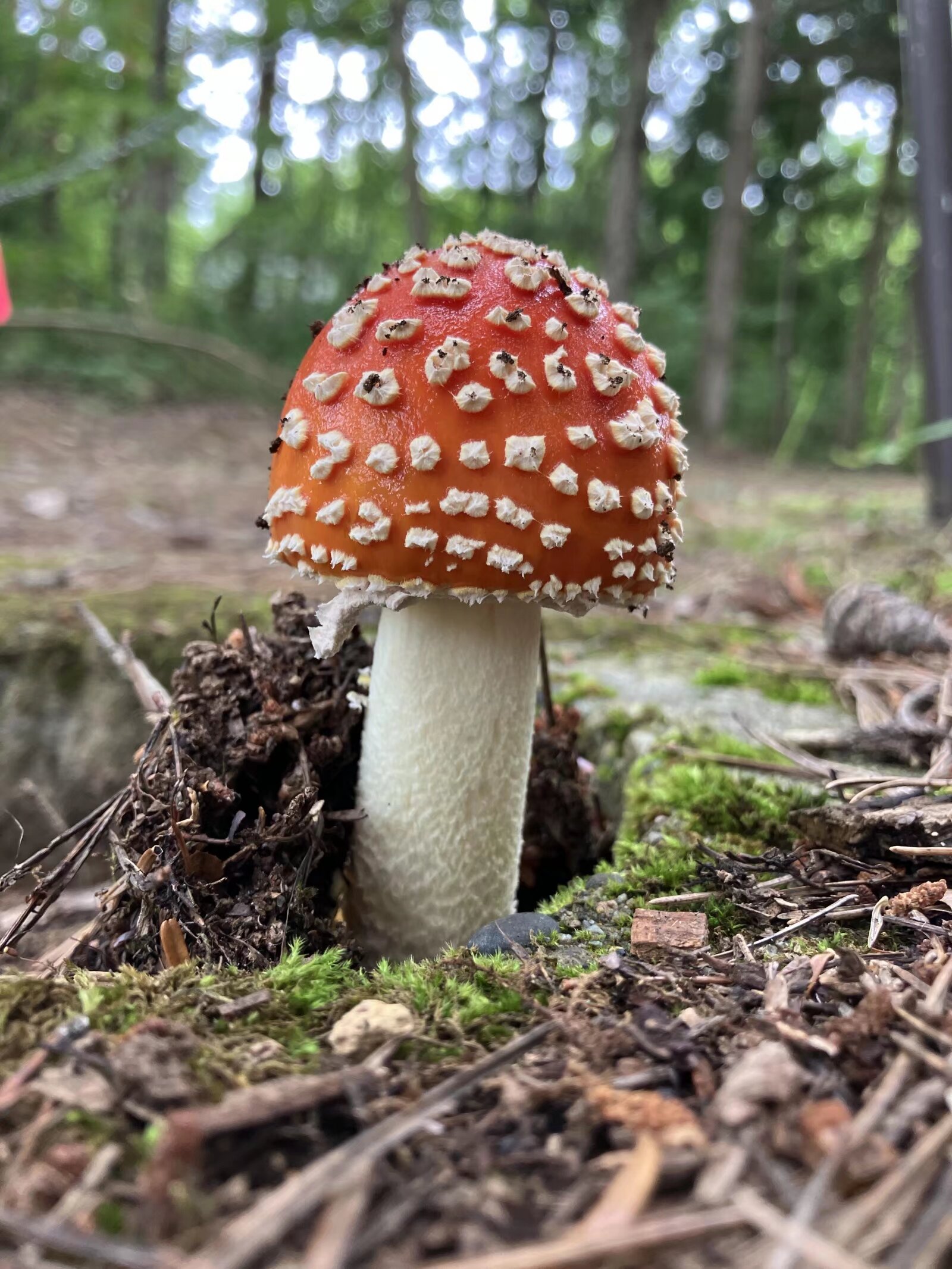 今天跟老爸上山捡菌子,一路上捡了好多,各式各样的菌子都有,有好多都