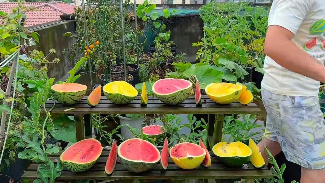 一口气在露台种了8个品种的西瓜,这个夏天吃瓜吃到爽!