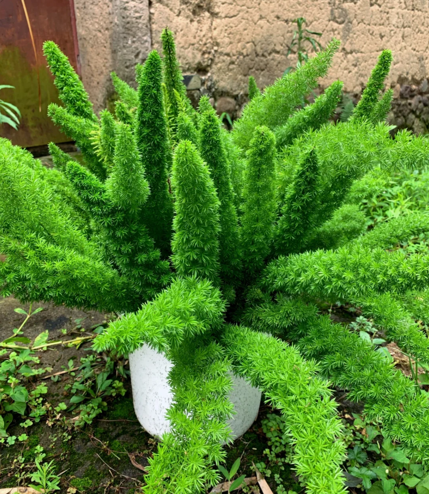 网红植物狐尾天门冬,买回家不会养变成秃尾巴,分享全面养护方法