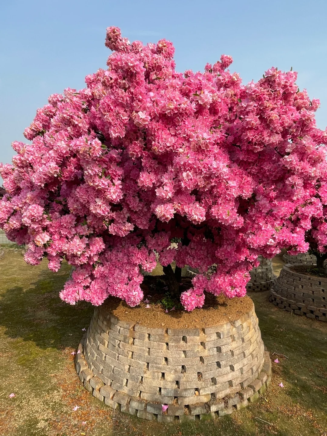 妈妈儿时种的杜鹃,在家门口盛开30年,女儿:每逢花开,便是归期