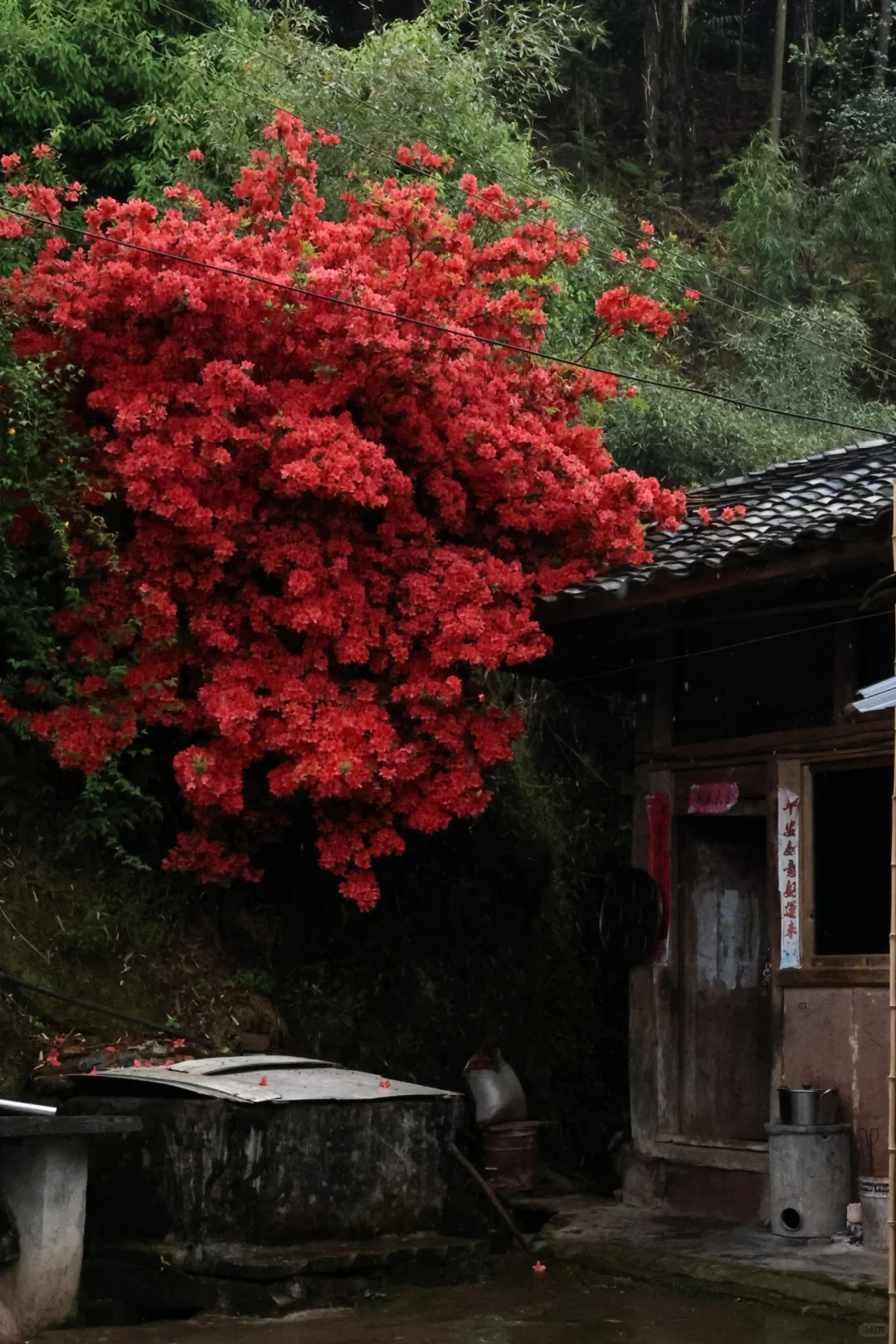 妈妈儿时种的杜鹃,在家门口盛开30年,女儿:每逢花开,便是归期