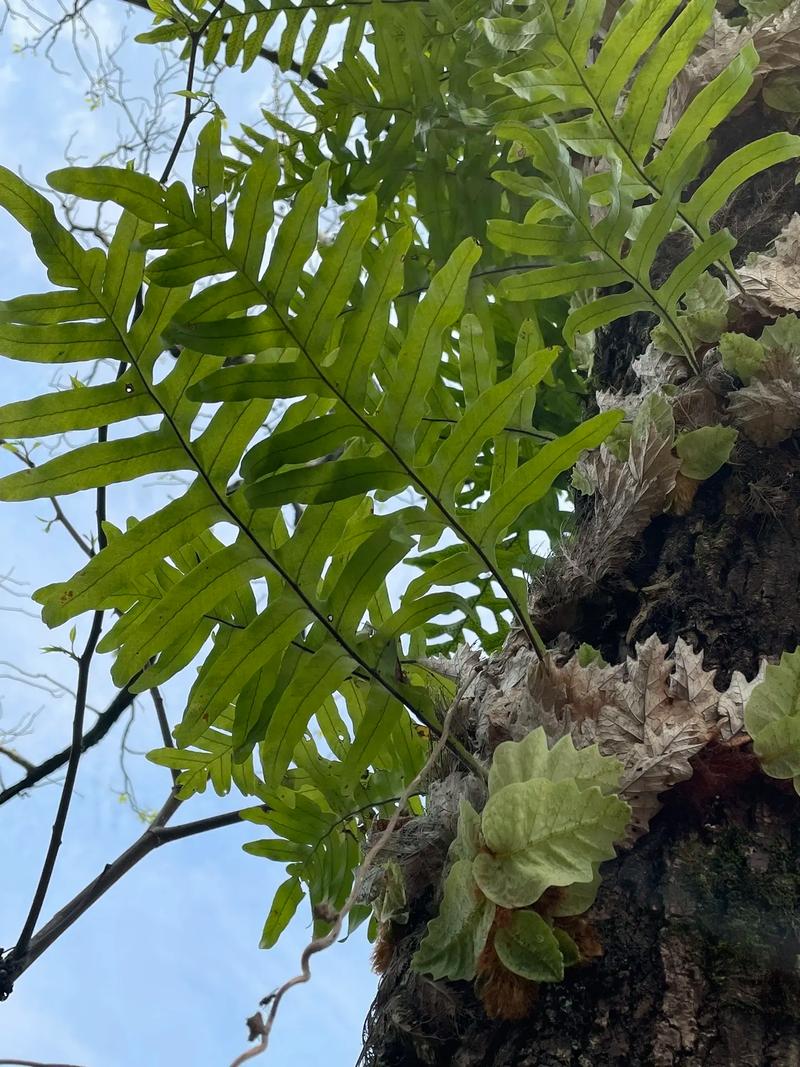 长在岩石和树干上的蕨类植物俗称岩姜