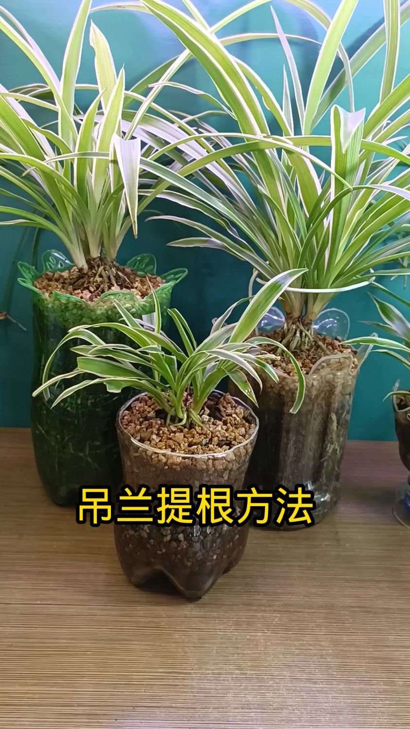 吊兰还可以种提根,方法简单