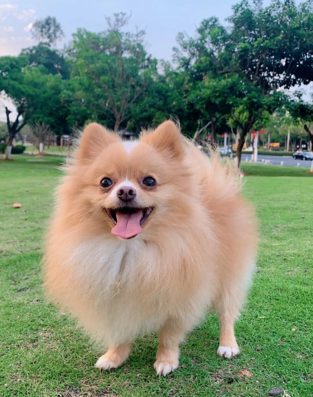 这只小狗狗叫博美犬,它长得非常漂亮,但是它有一个缺点就是记仇,你要