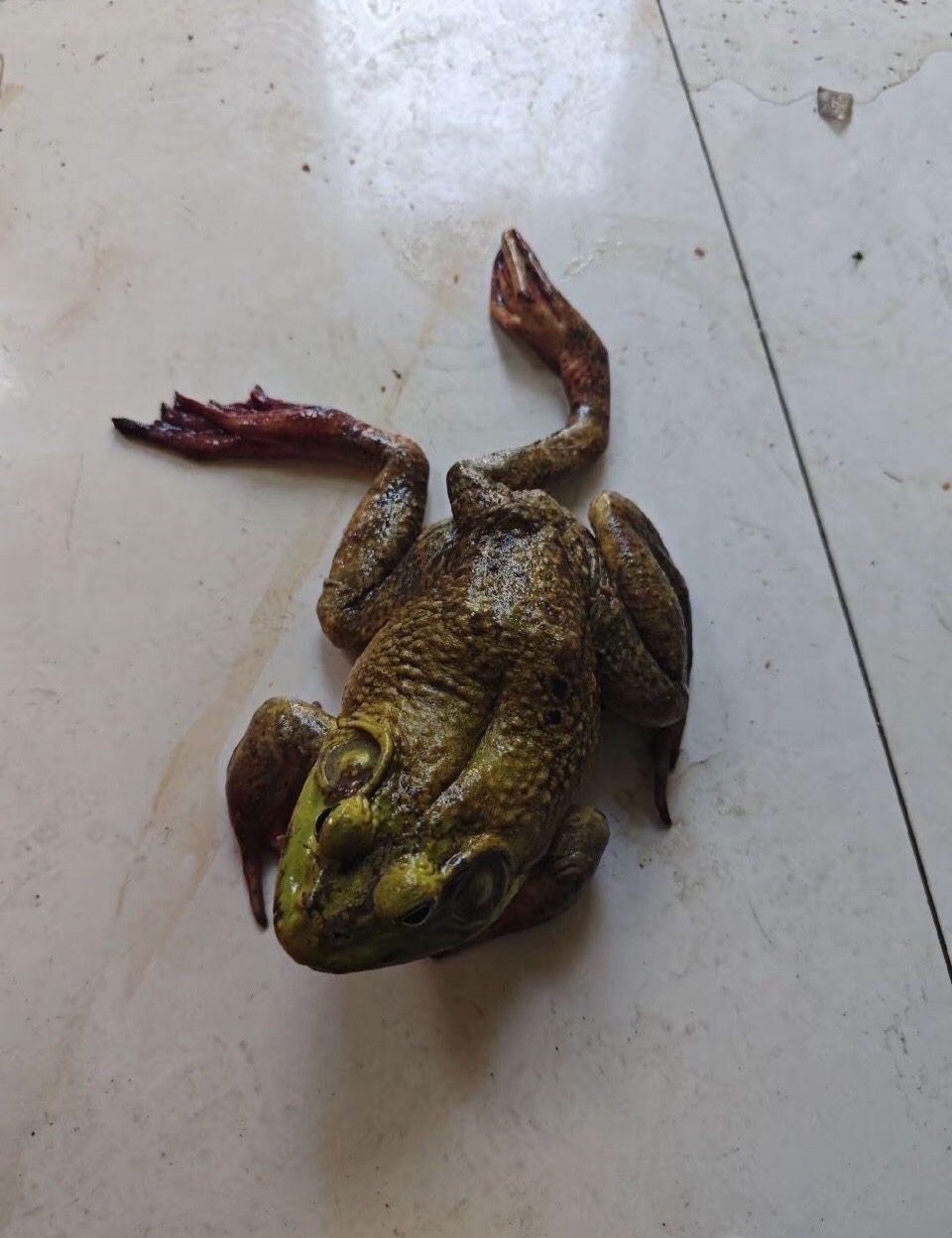 中的瑞青蛙后腿摔断青竹蛙骨折蛙锈掉的金属蛙六脚牛蛙金蟾后腿图片