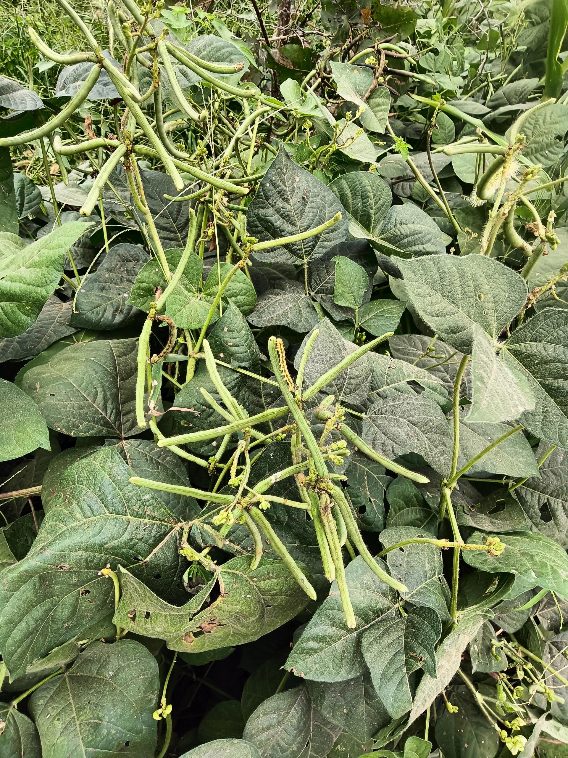 今天跟闺蜜去老家玩,我给她说这个绿豆,她说是黄豆,我真的是服了,还跟