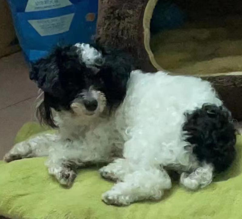 佛山市禅城区1500元寻找黑白花色泰迪