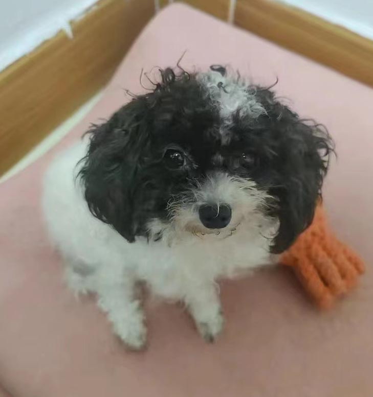 佛山市禅城区1500元寻找黑白花色泰迪