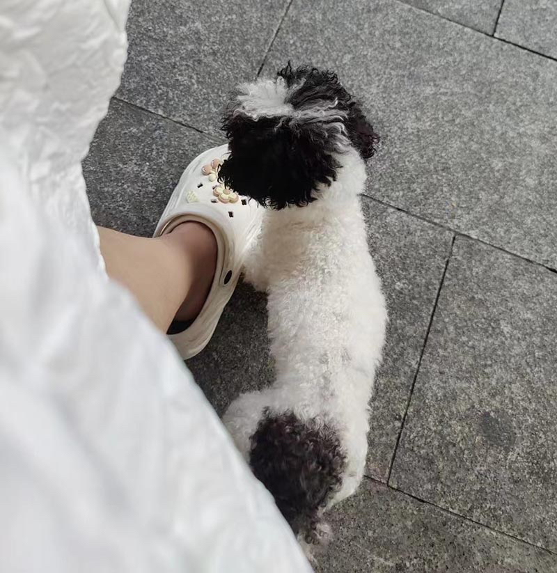 佛山市禅城区1500元寻找黑白花色泰迪