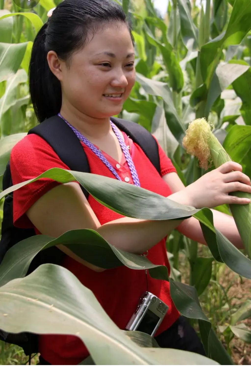 昨天回家,看到一个老太太与儿媳妇一起在地里掰玉