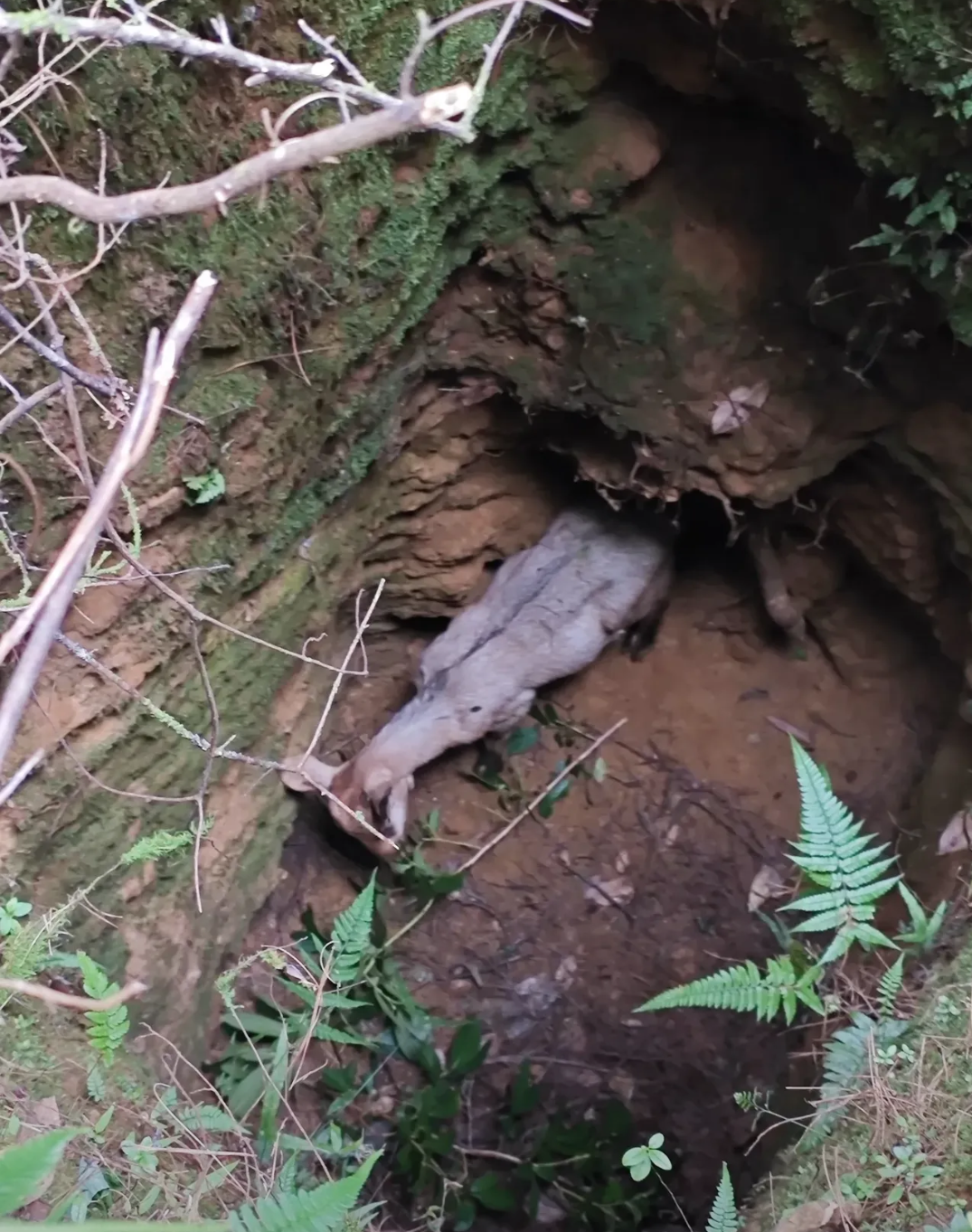 实在对不起,虽然你把生的希望寄托在我的身上,可我