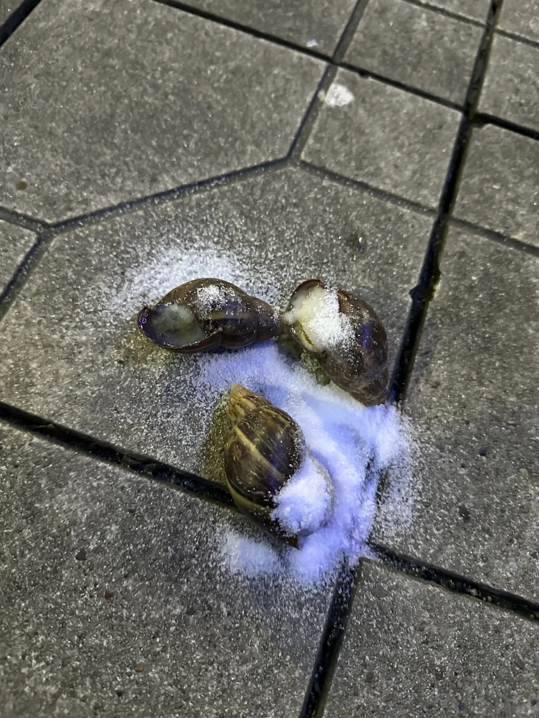 我下楼喂猫粮晚上去看的时候碗里爬满了这种非洲大蜗牛真的来气