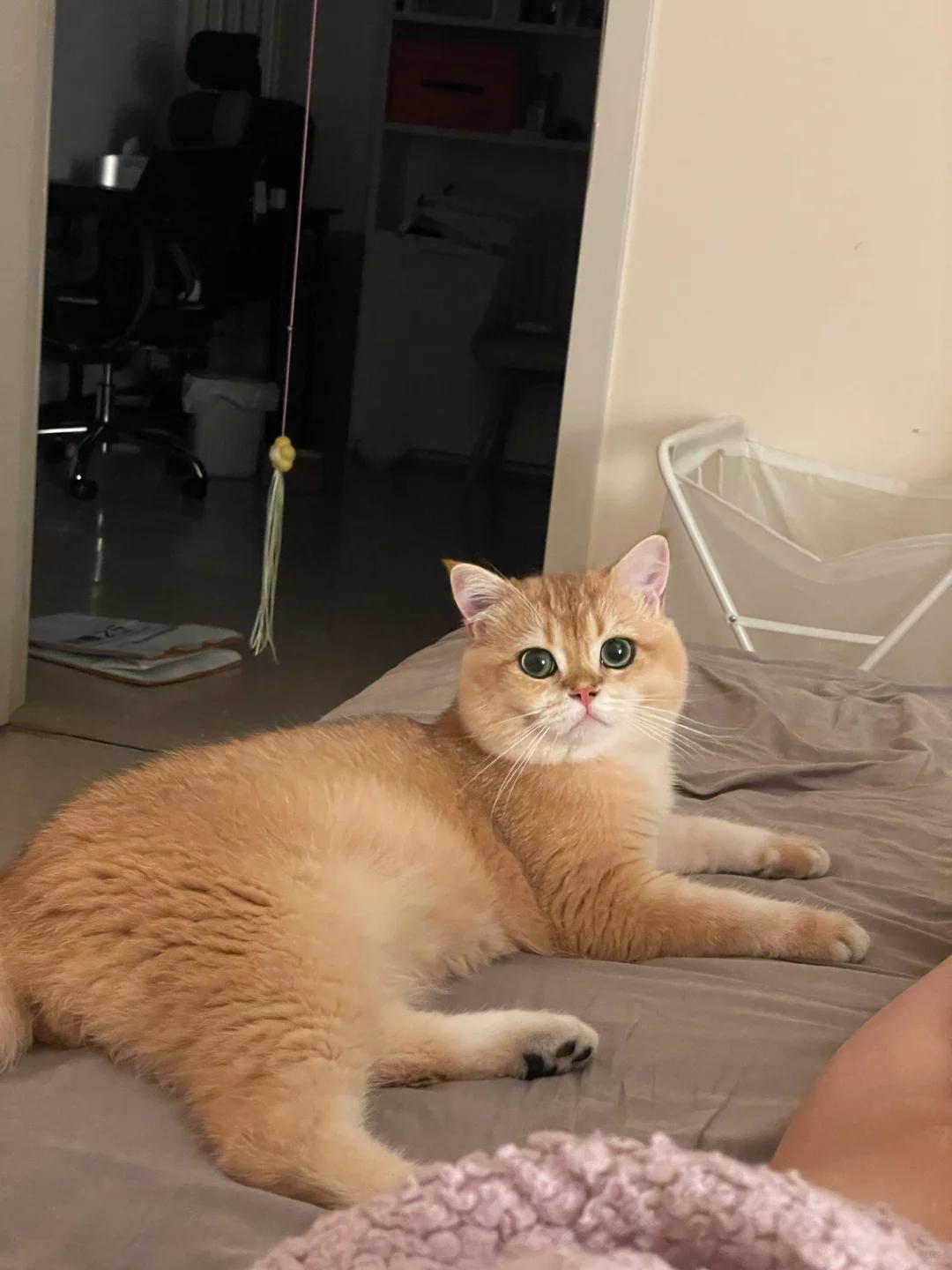 母猫发情时会有哪些表现?食欲会减退吗?