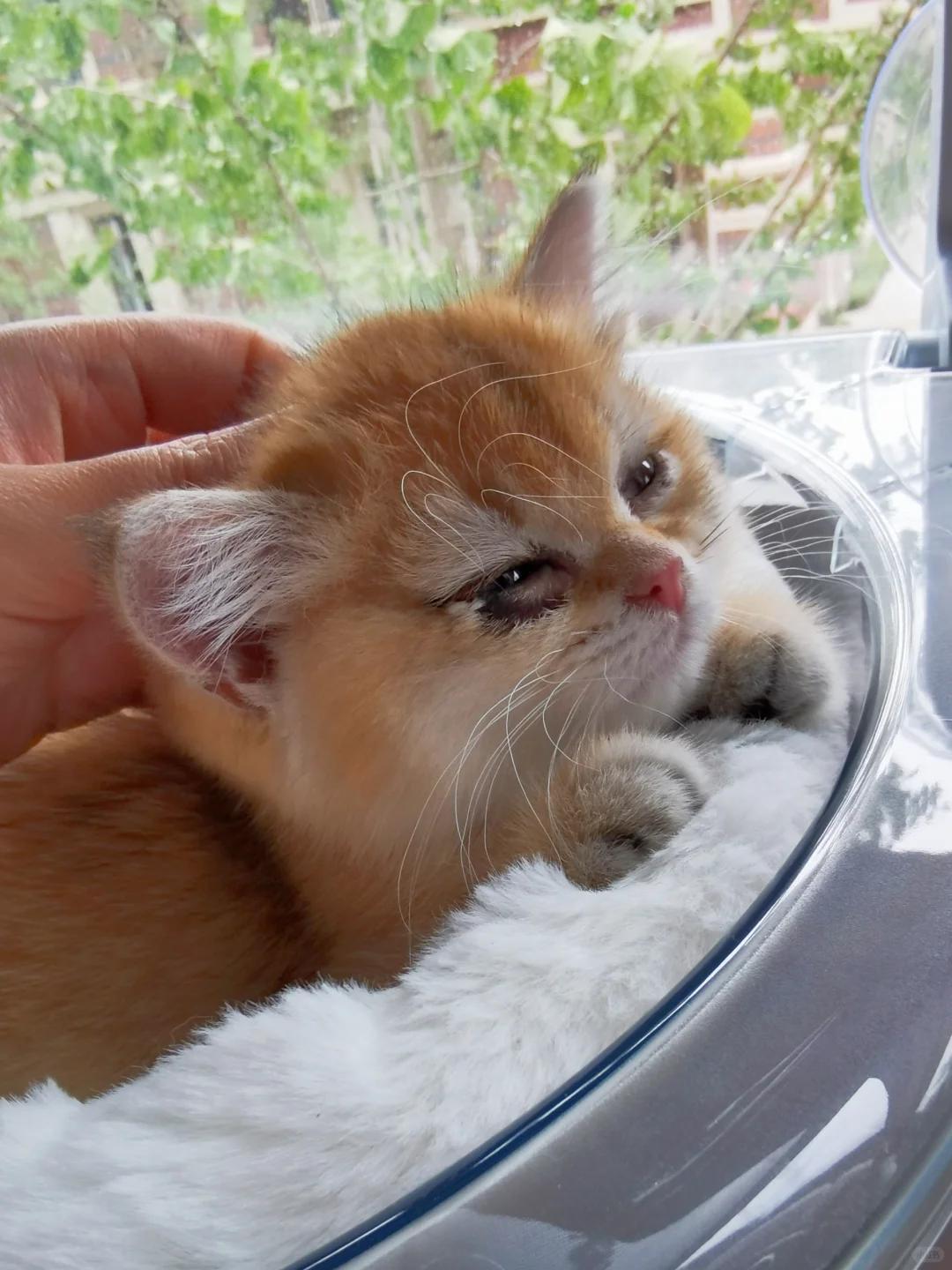 猫鼻支治愈后为啥还打喷嚏?该如何护理和解决呢?
