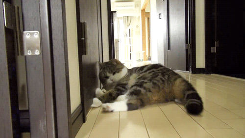 猫咪"翻肚皮"不简单,它是在和你说话!