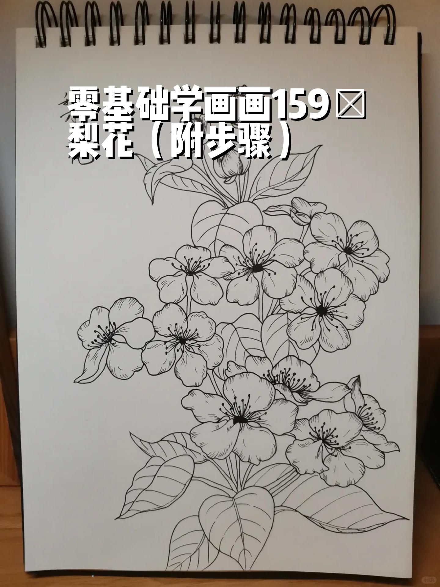 零基础学画画159～梨花