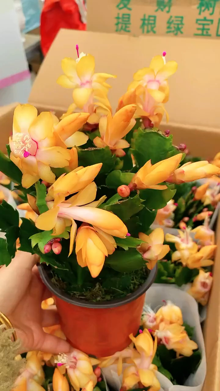 黄色的蟹爪兰