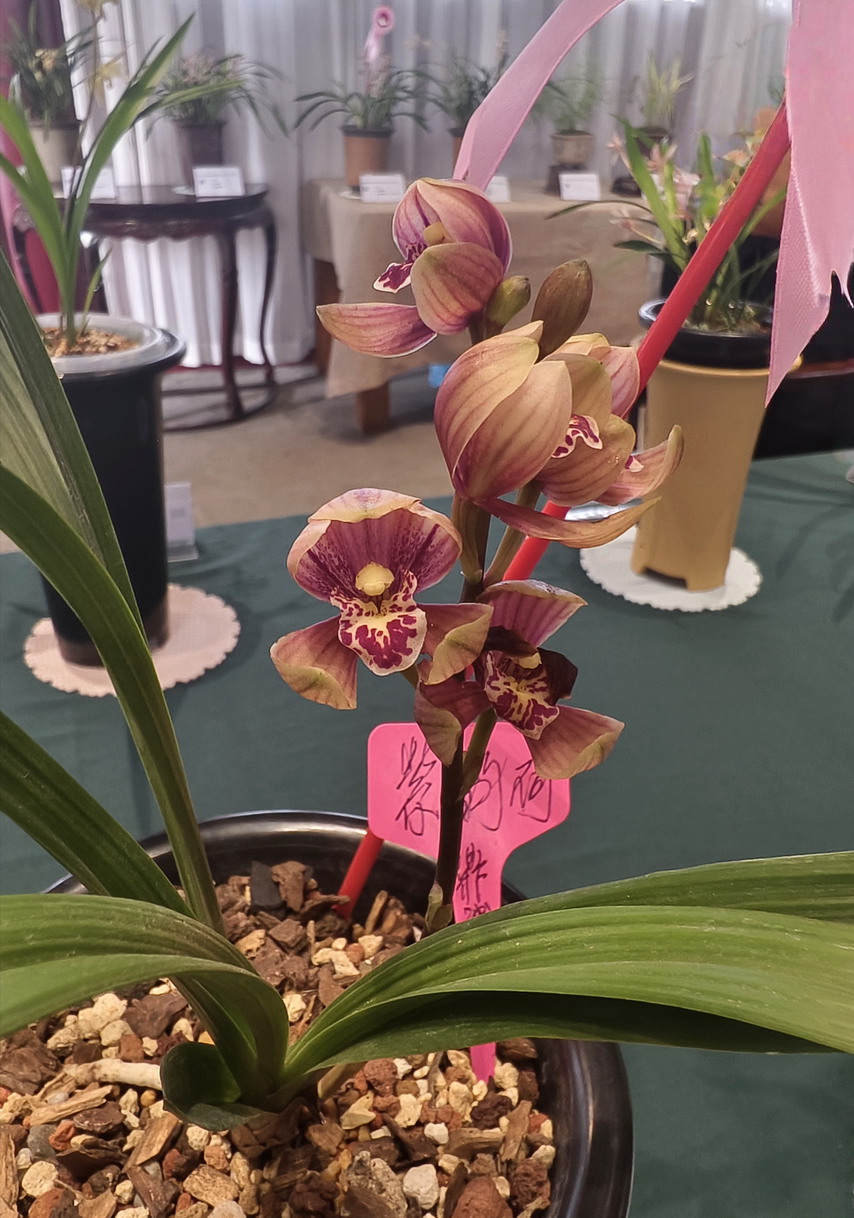 兰花欣赏:建兰紫韵荷!