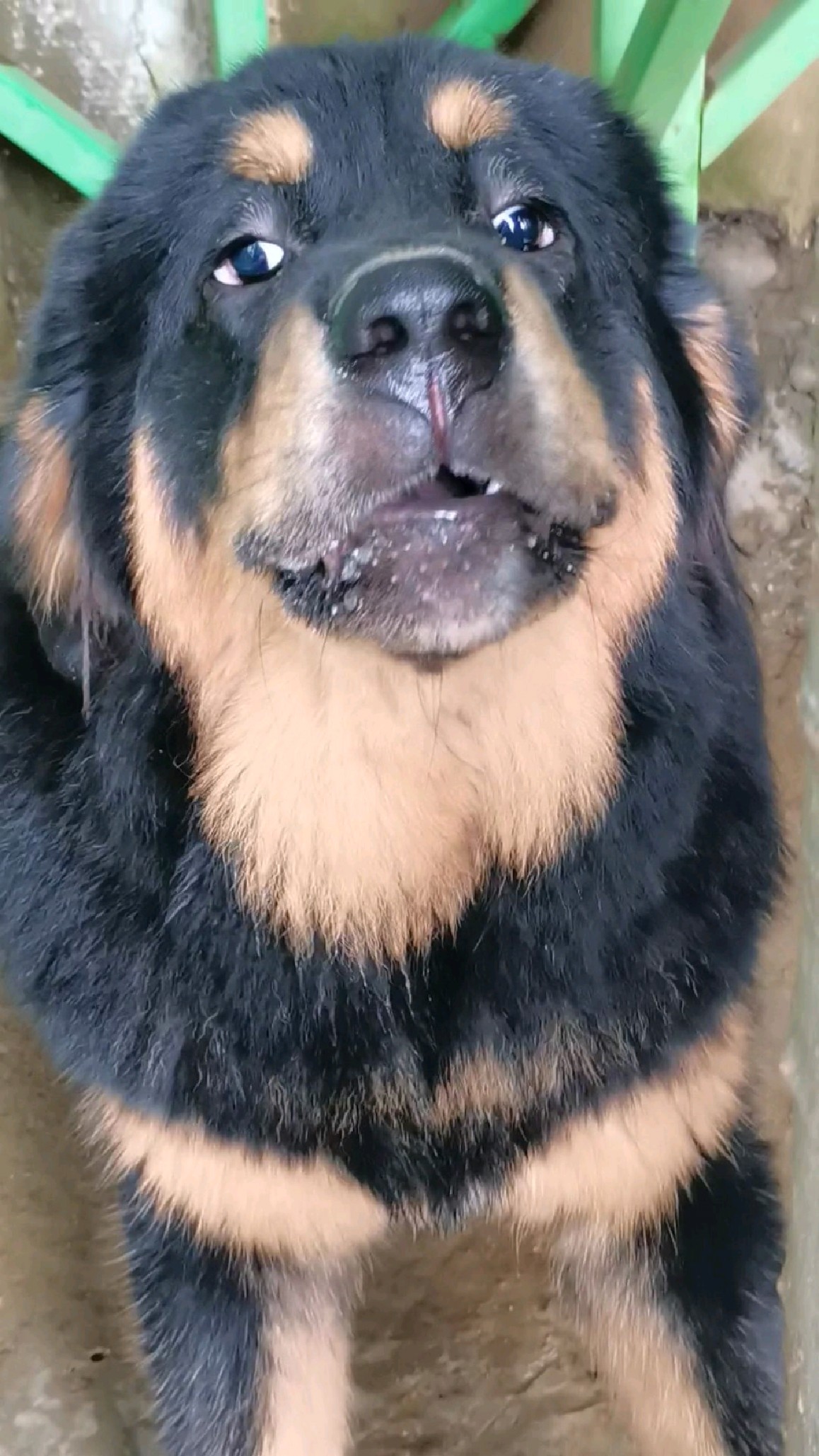 吴雨婷的藏獒图片