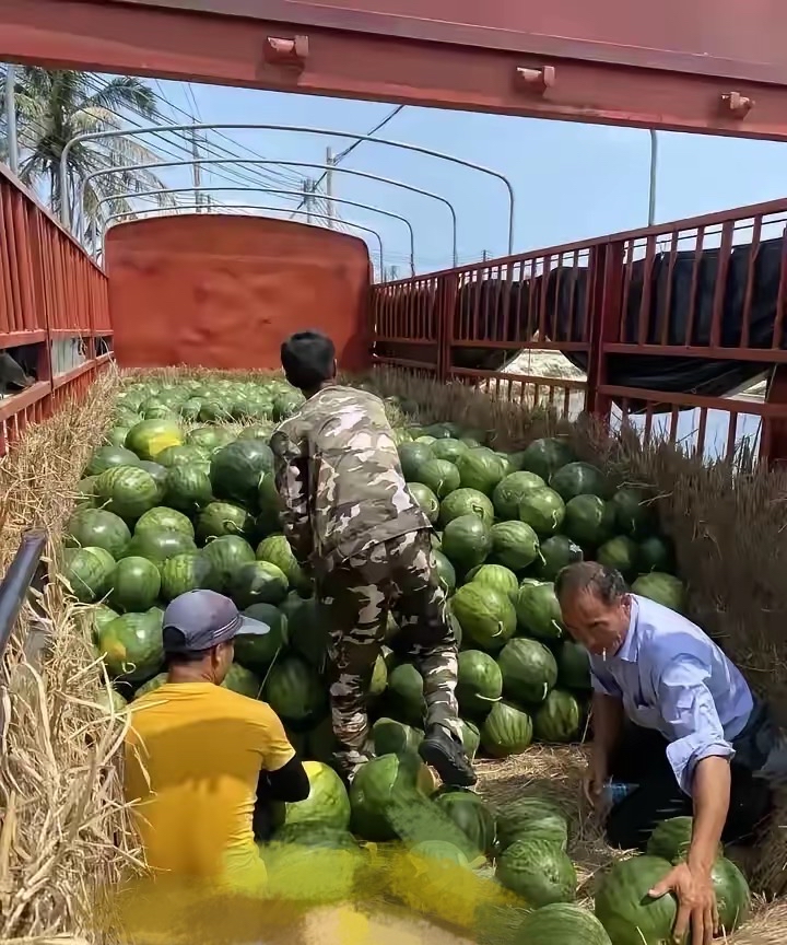 广西西瓜事件图片