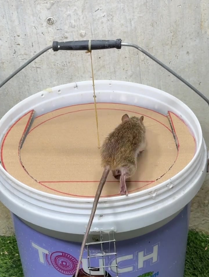 用油漆桶和纸皮简单做成的捕鼠器,老鼠一抓一个准!
