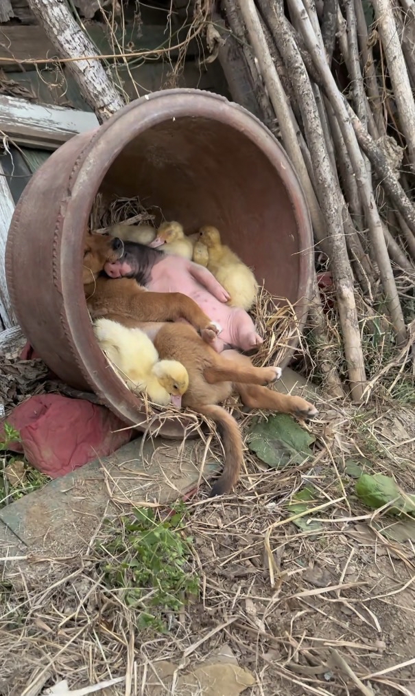 以前有句形容词,形容你们两是一伙的,就说猪狗一窝