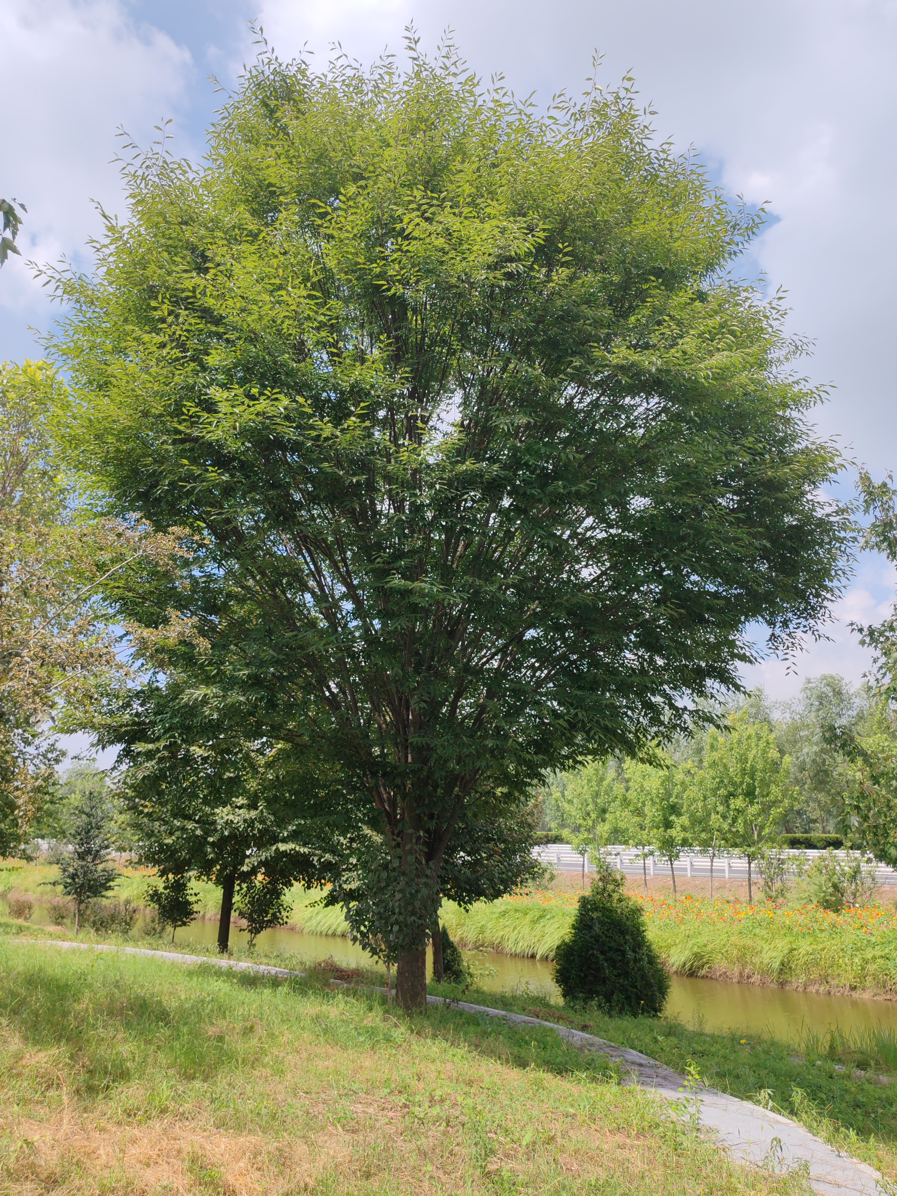 绿色花瓶榉树(通常也被称为光叶榉或日本光叶榉)在园林中具有多种用途
