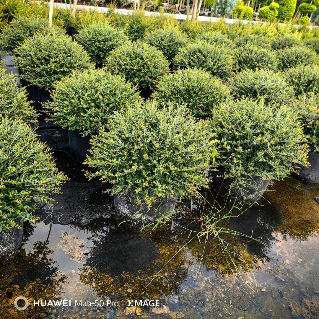 齿叶冬青株高可达5米树皮灰黑色幼枝灰色或褐色具纵棱角密被短柔毛
