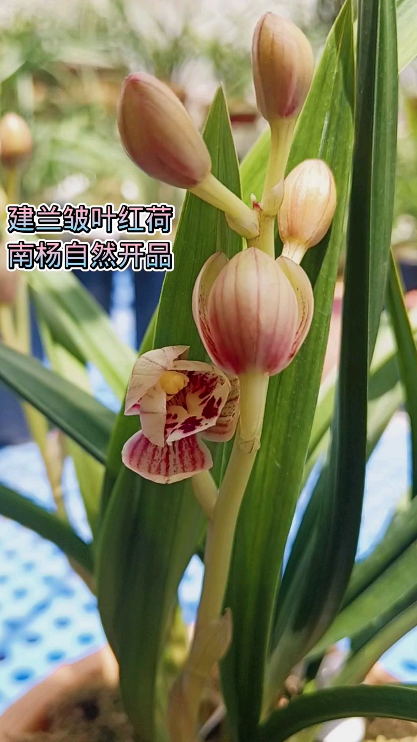 建兰皱叶红荷,南杨兰苑自然土栽开品欣赏,正格圆荷红荷,易养护